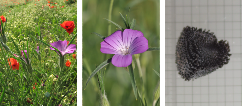 Trachéohpytes (Agrostemma githago) - CBN du Bassin parisien