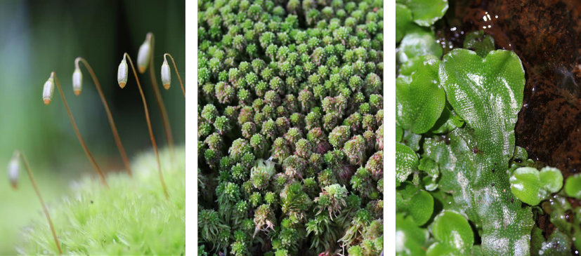 Bryophytes (Mnium hornum, Sphagnum capillifolium, Conocephalum spp) - Rémi Dupré - CBN du Bassin parisien