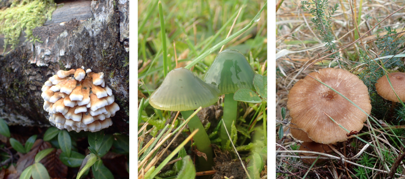 Triptyque - Champignons - CBN du Bassin parisien