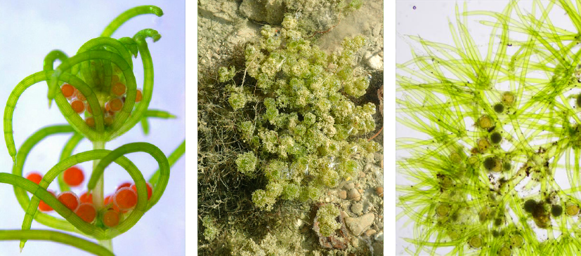 Characées (Chara connivens, Nitella hyalina, Nitella batracho) - Thierry Fernez & Leslie Ferreira - CBN du Bassin parisien