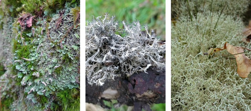 Lichens (Cladonia digitata, Anaptychia ciliaris, Cladonia portentosa) - CBN du Bassin parisien