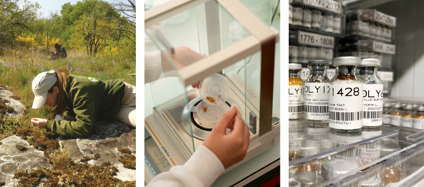 Conservation ex situ - CBN du Bassin parisien